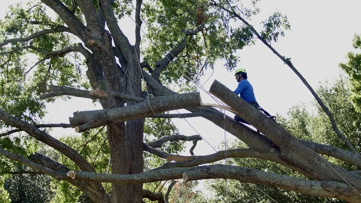 Professional Crown Thinning performed by certified arborists in Beacon